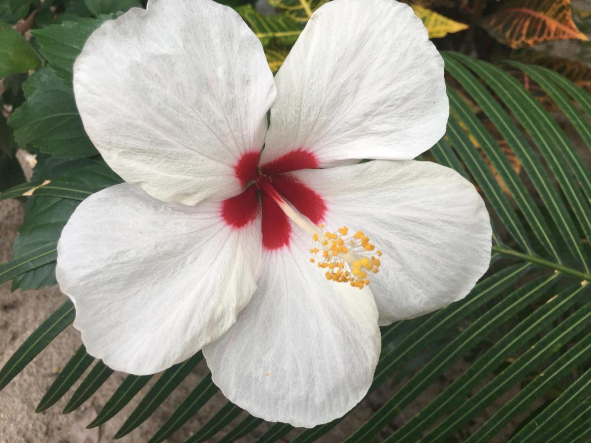 Driftwood Gardens Guesthouse Placencia 外观 照片
